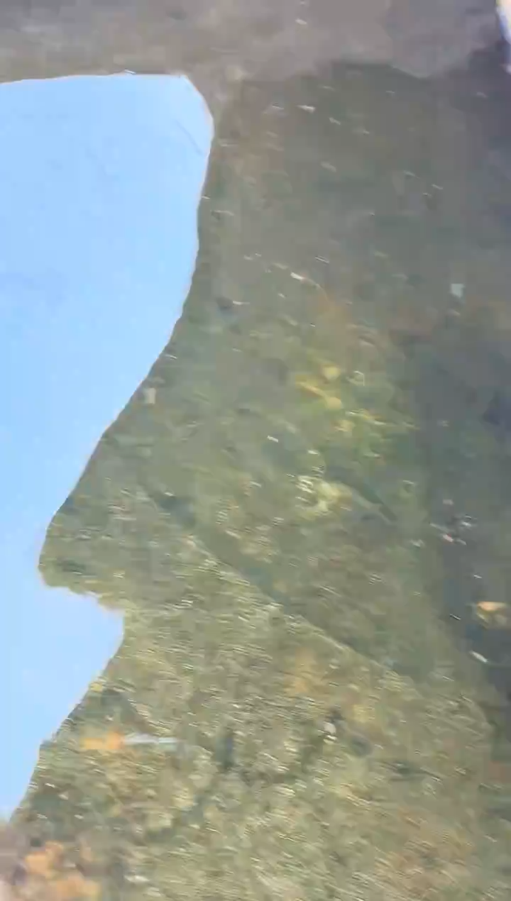 金鱼用****0水娃娃观赏鱼兰寿金鱼  不包邮