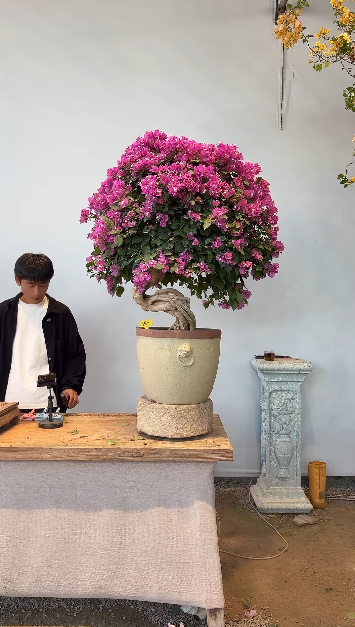 全部花朵醉*的三角梅14