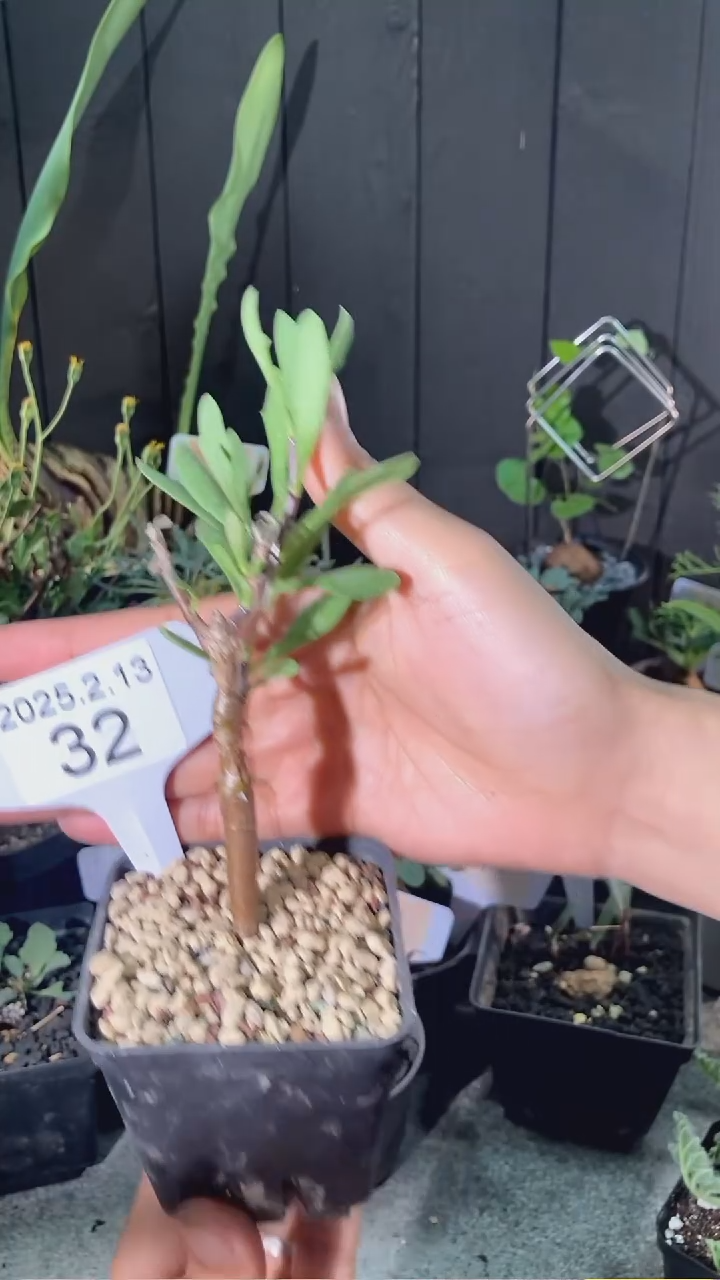 【闪购商品】罗伯塔厚墩菊2.13.32