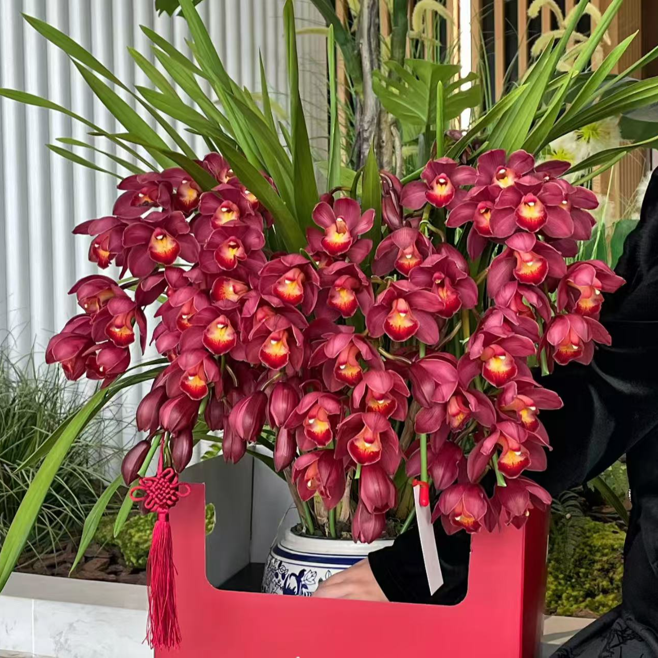 大花蕙兰英雄盆栽室内客厅绿植花卉原盆原土基地直发超长花期