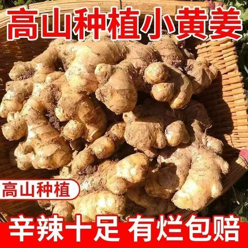 【产地直发】 云南小黄姜 姜香浓郁 产地直发