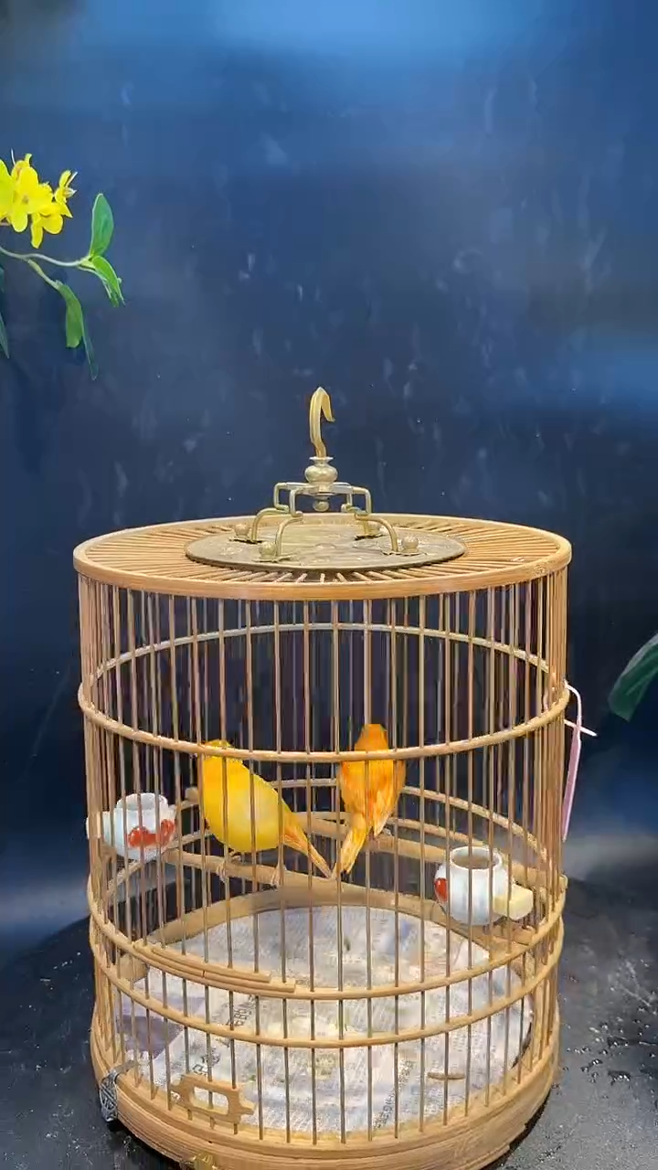 65号  辣椒红一对养笼  0元起拍