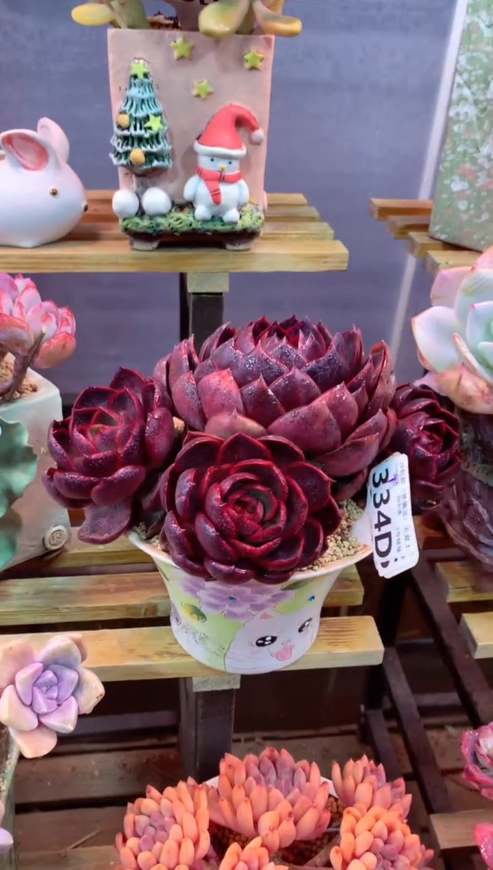 334D（一物一拍，精品多肉，w所见即所得 ）