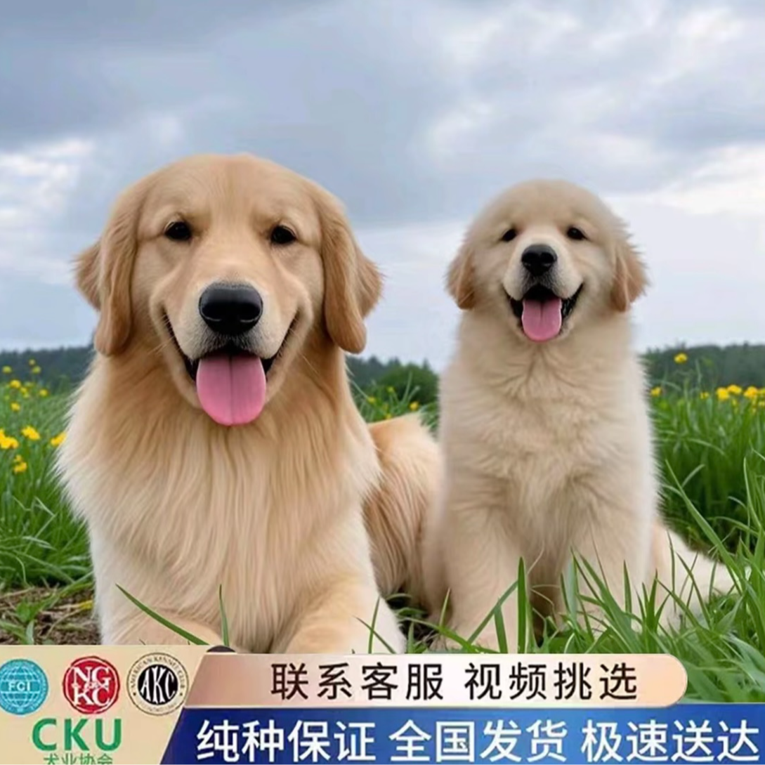 霞姐纯种金毛幼犬双血统金毛犬大骨架金毛小狗活体宠物狗