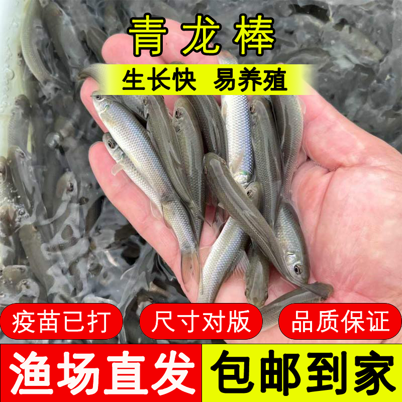 四川鱼苗 青龙棒 好养殖