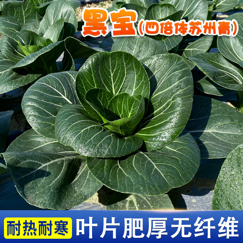 【黑大头苏州青种子】青菜种子苏州青种孑黑叶上海青菜种阳台蔬菜籽