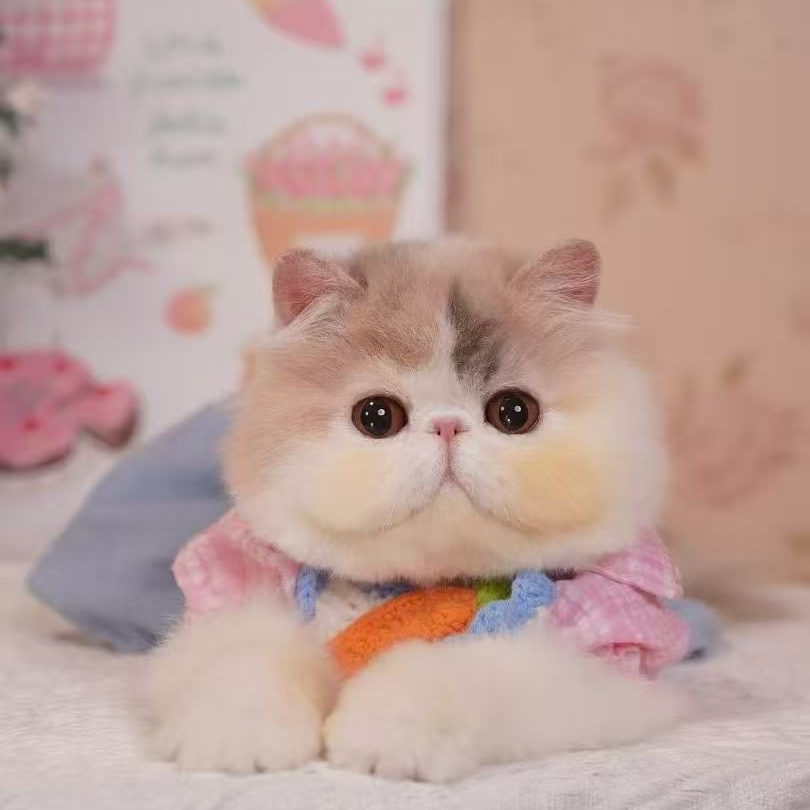（喜崽）猫咪活体链接