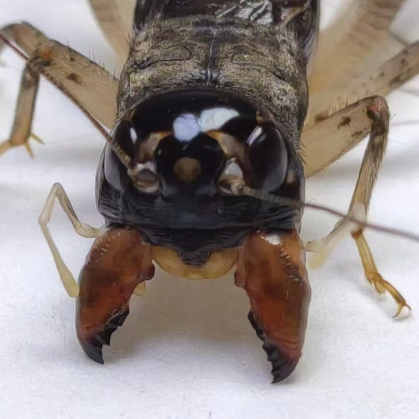 周君黄蜂蛐蛐蟋蟀青大头