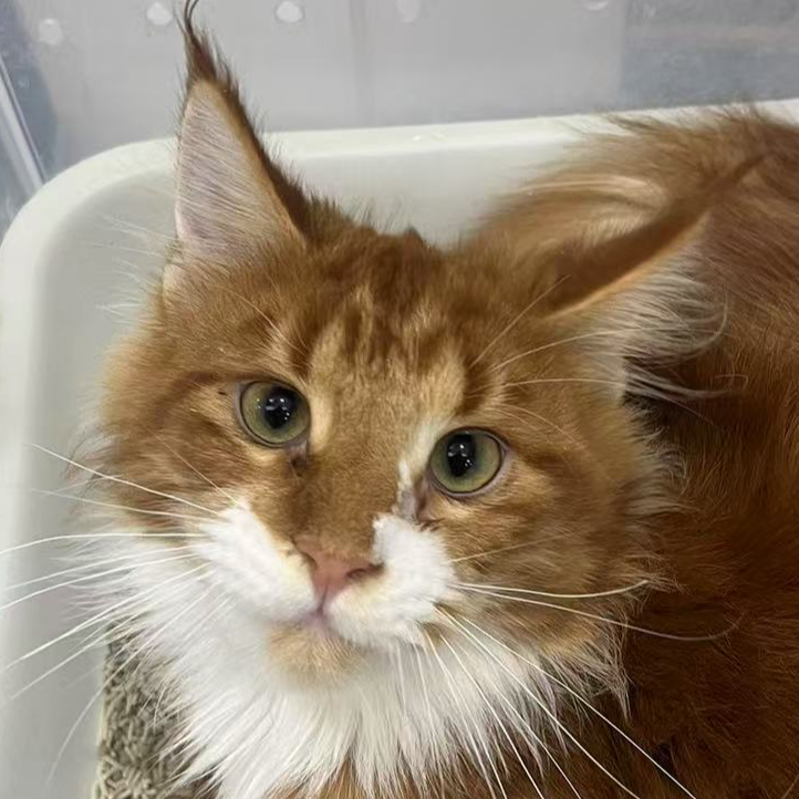 来了姊妹-红白缅因猫 妹妹 47