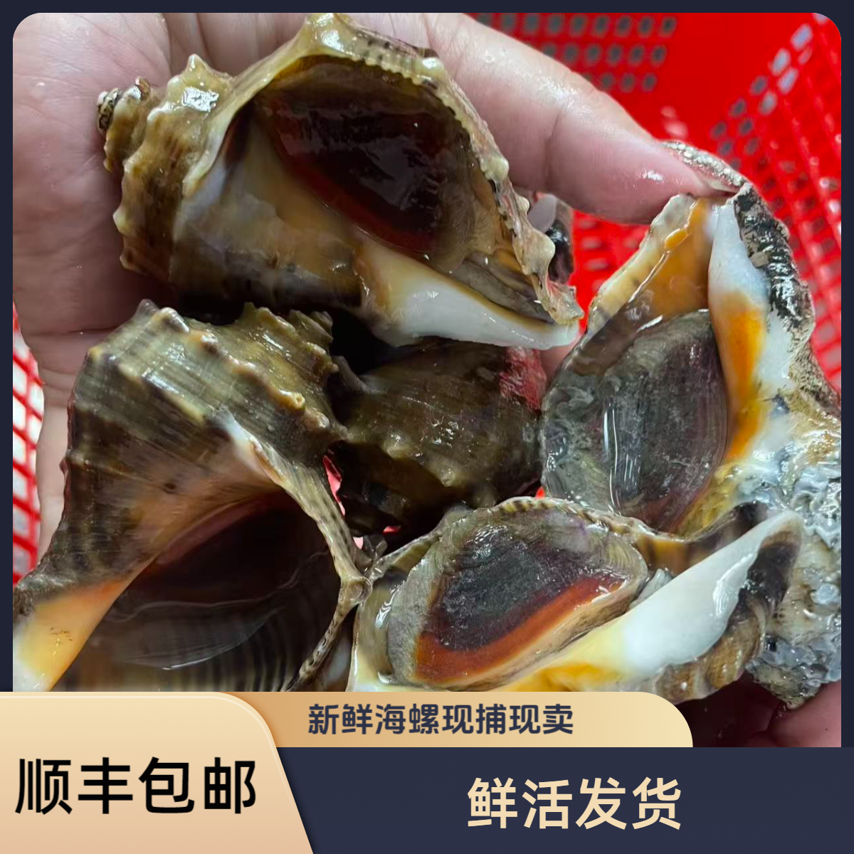【渤海湾】薄皮海螺3斤顺丰包邮鲜活发货渤海湾新鲜海捕