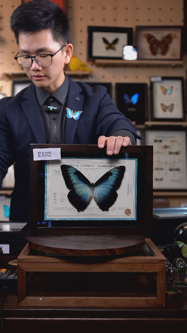 蝴蝶标本摆件竞拍月神闪蝶p亚e102