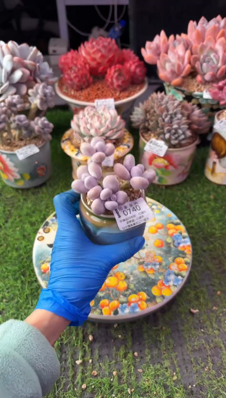 昆明印象多肉0740