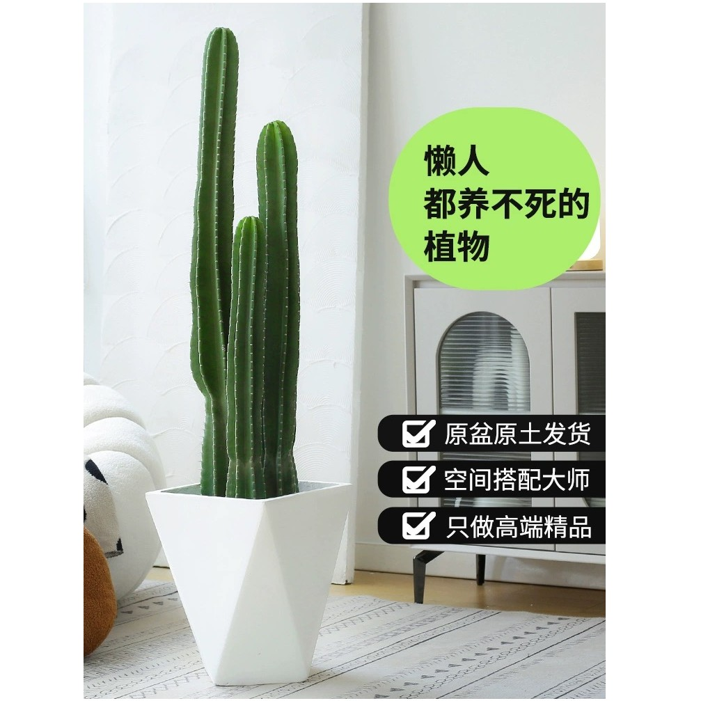 （量天尺）仙人掌造型盆栽室内北欧网红大型绿植吸甲醛净化空气四