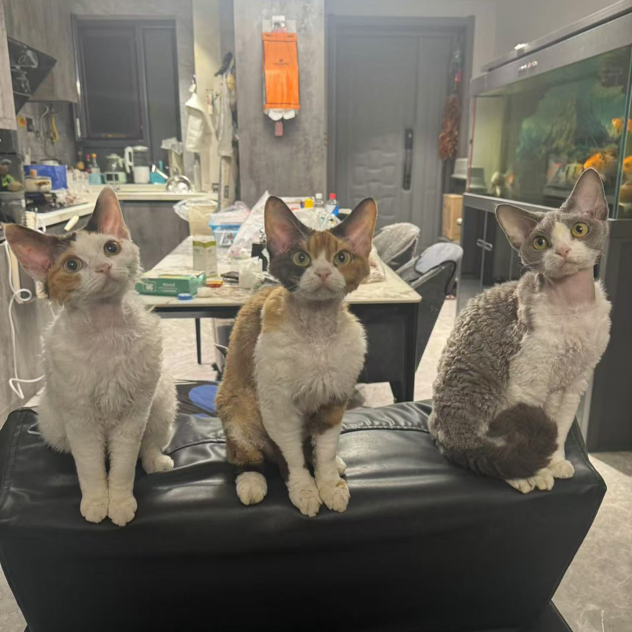 多肉小白兔德文卷毛猫
