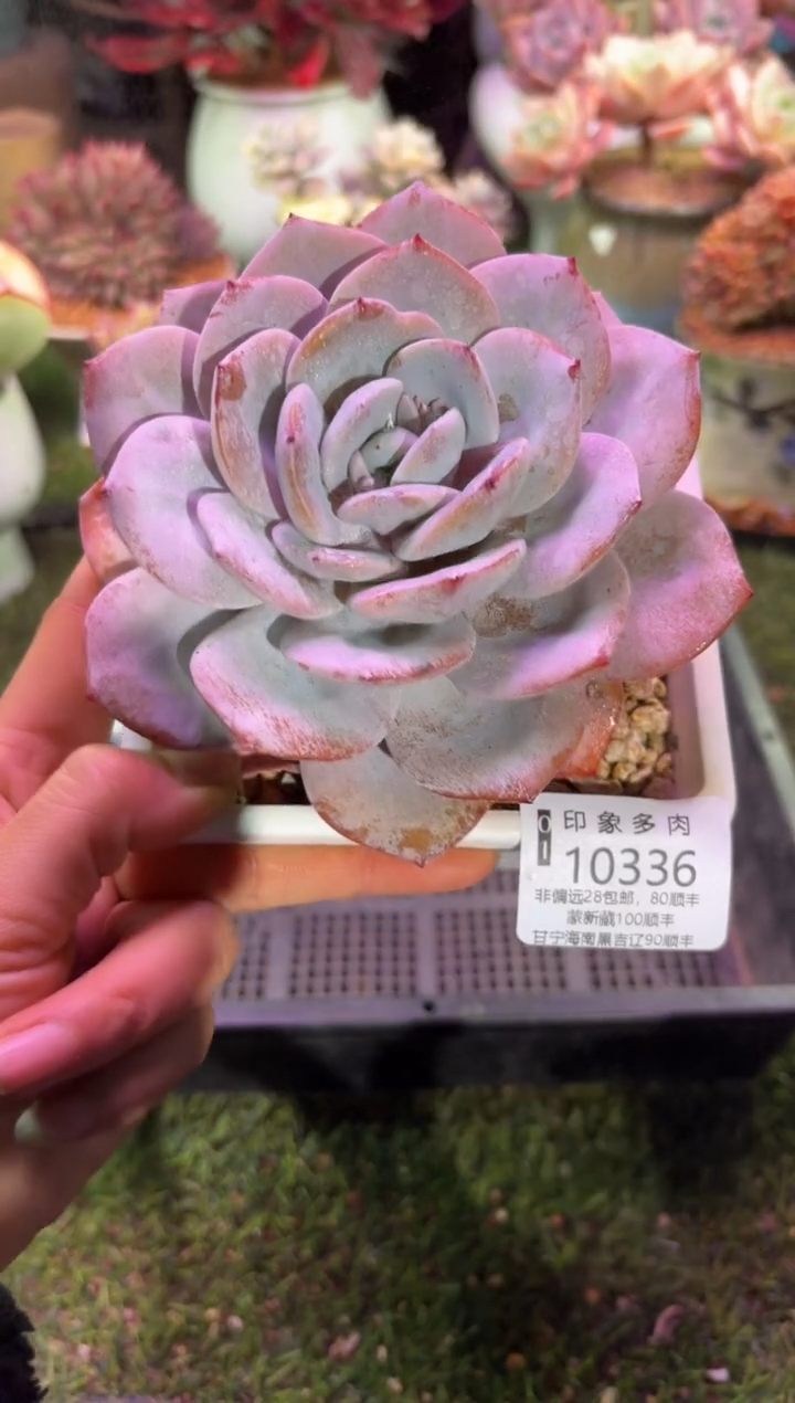 【闪购商品】10336