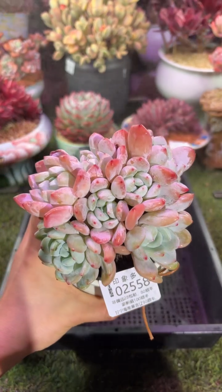 【闪购商品】02558