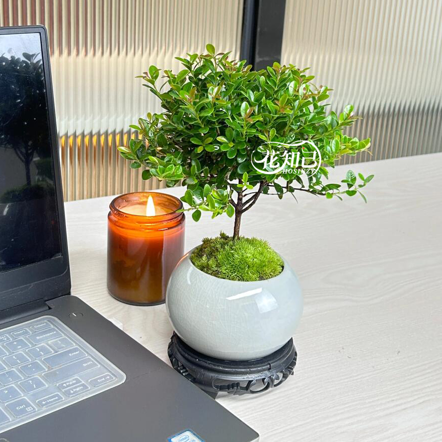 桌面盆栽【家有赤楠 万事不难】小叶赤楠 室内绿植好养活 （花盆随机）送客户送朋友花束小时达的同城配送