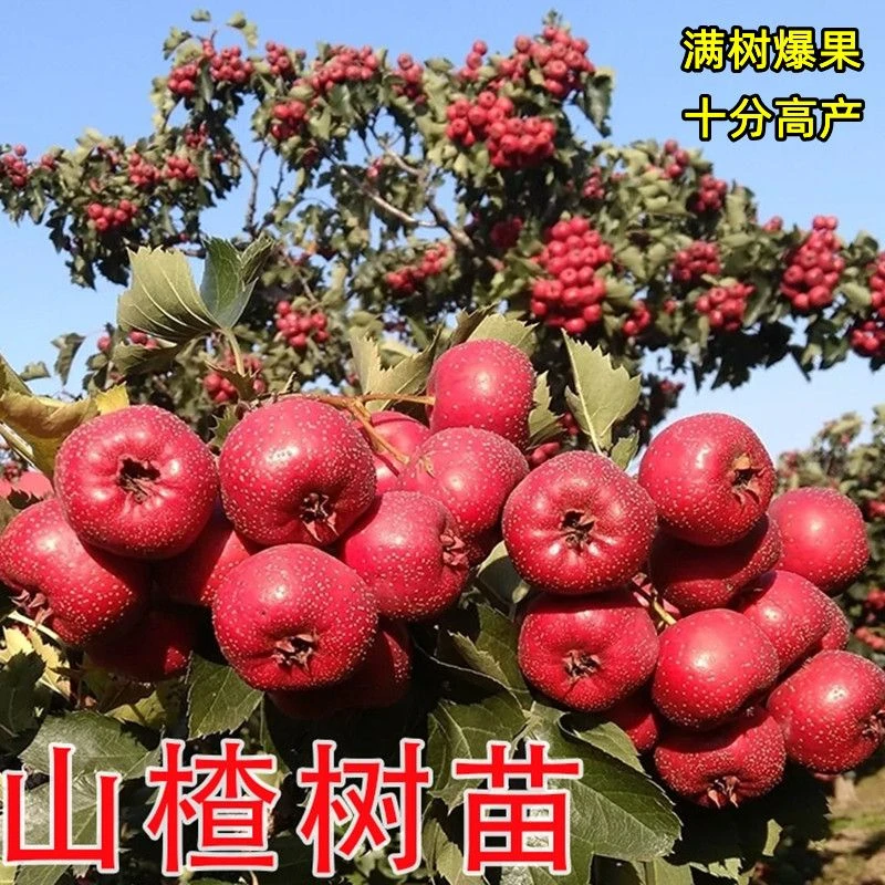 无核甜山楂树活苗苖北方地栽特大庭院南方果树果苗嫁接当年结果苗