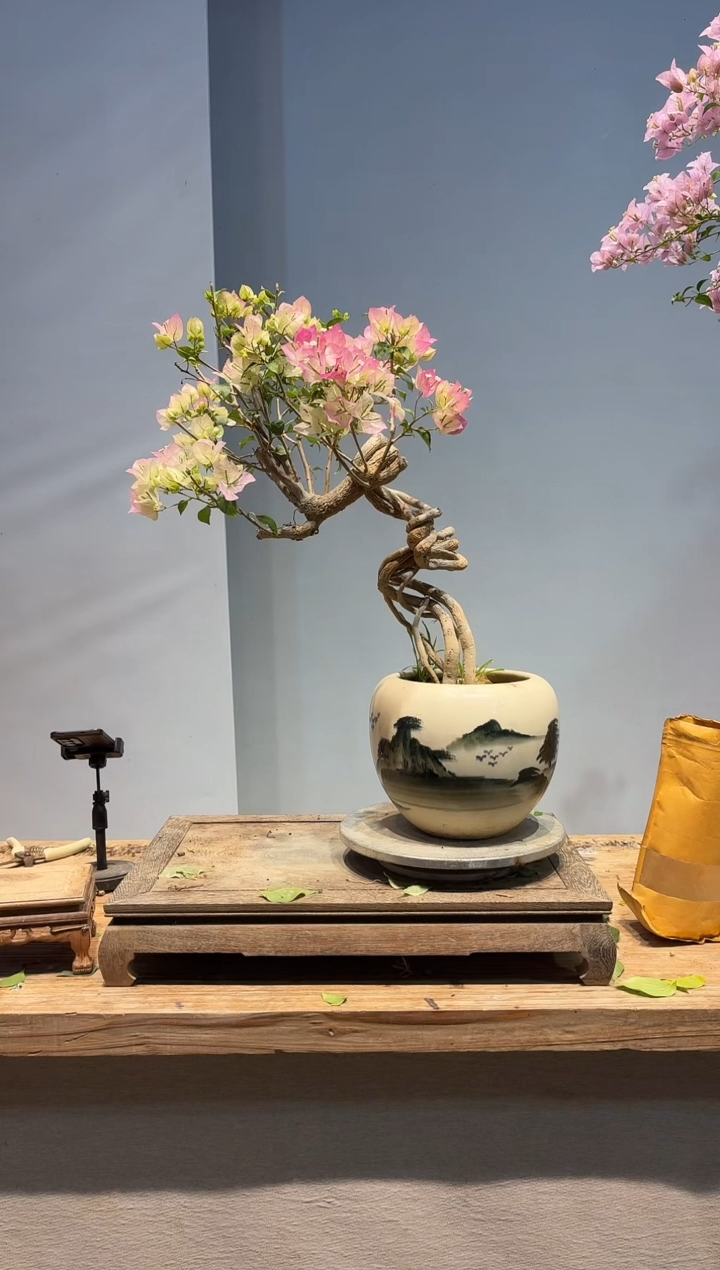 以实际为准三角梅