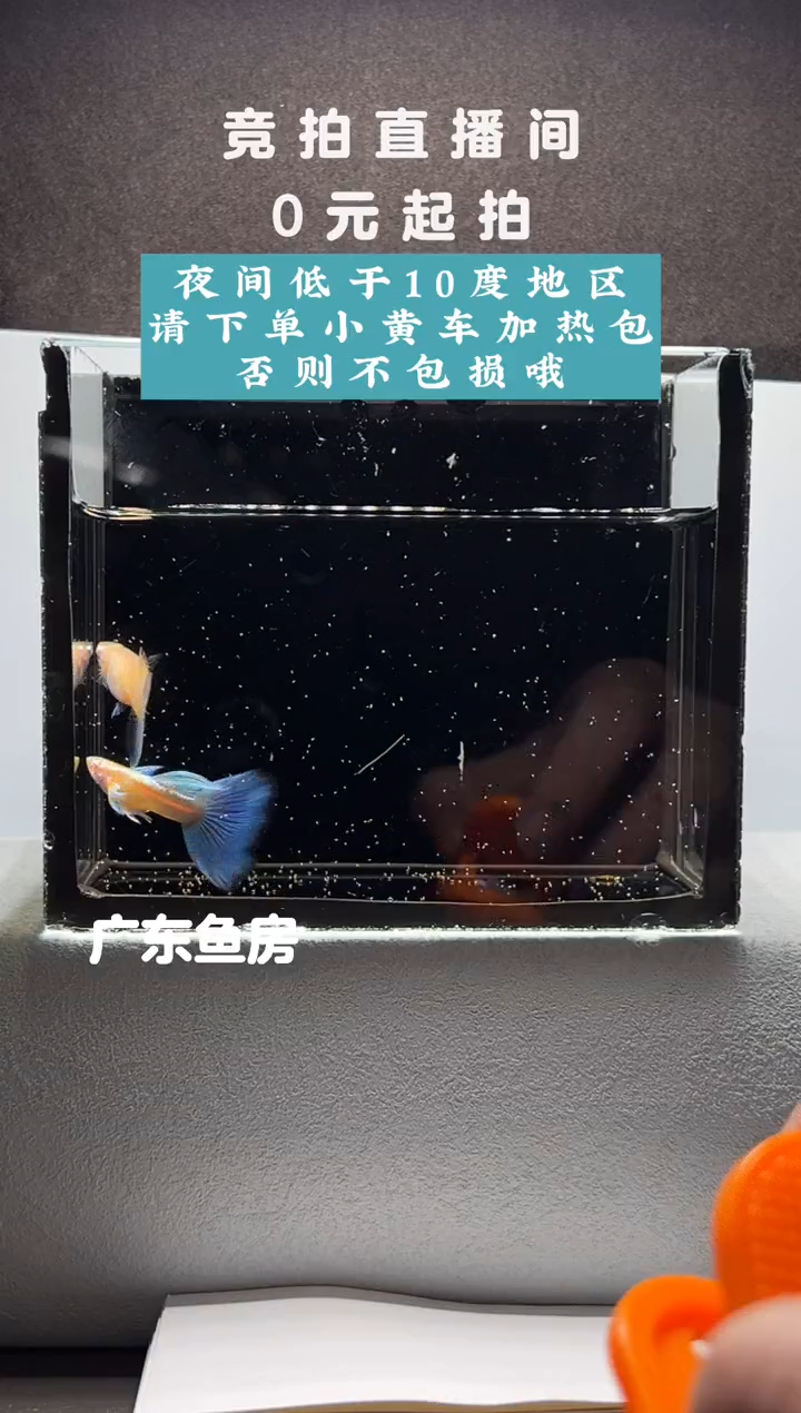 孔雀鱼蓝白飞船一对编号09