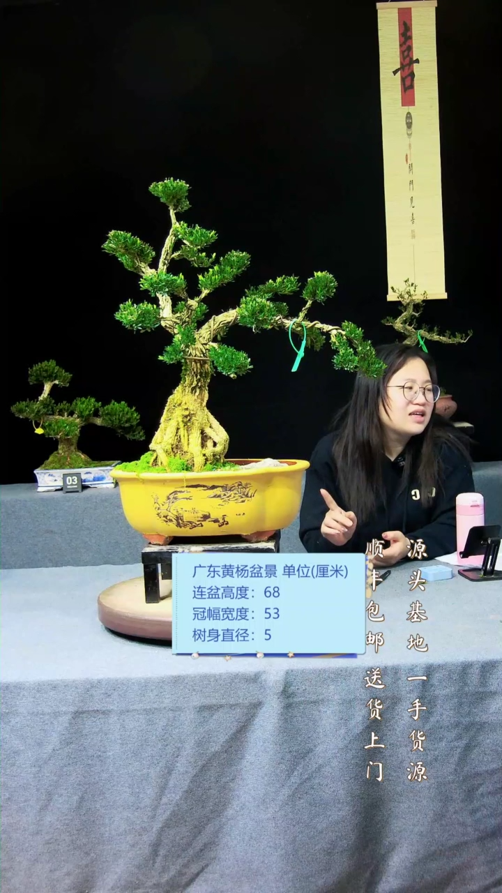 【闪购商品】黄杨盆景黄杨盆景