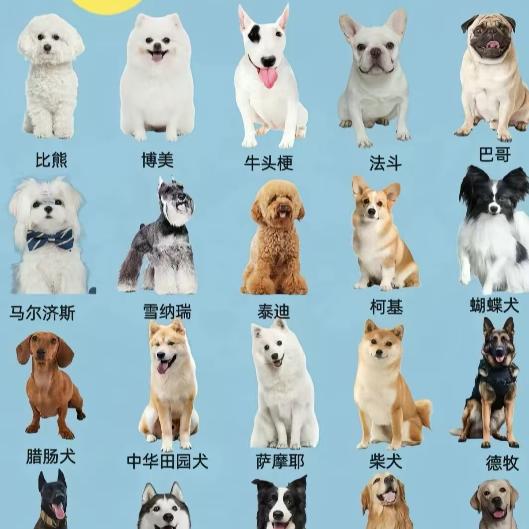 宠物活体，边境牧羊犬幼犬直播间挑选