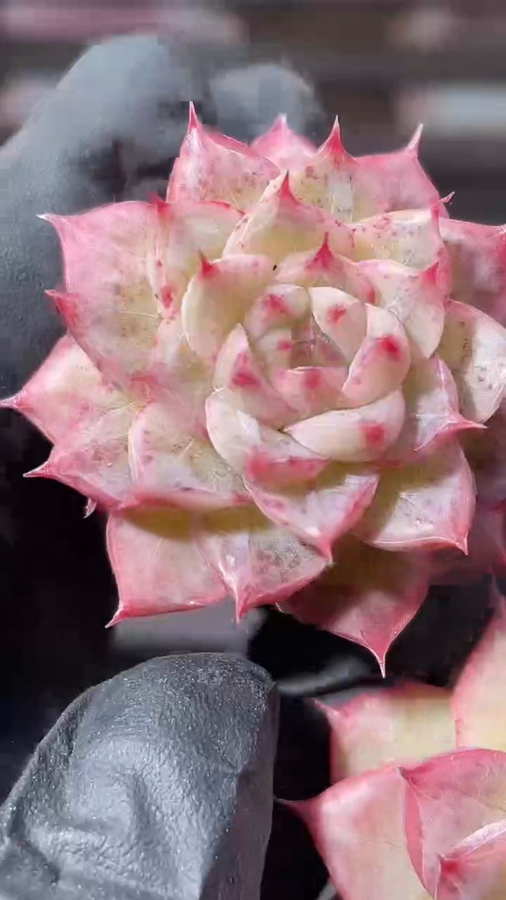 35-86 印花海后2-3厘米量拍发一颗
