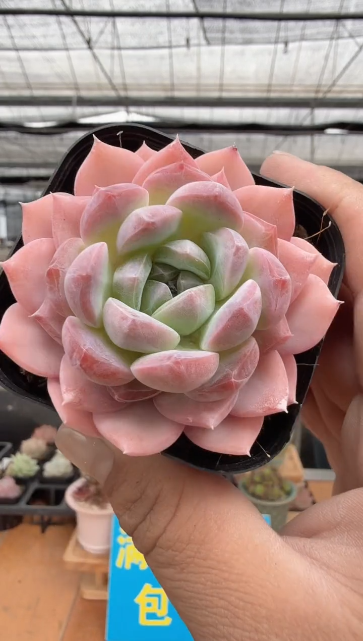 东云多肉园二店-241