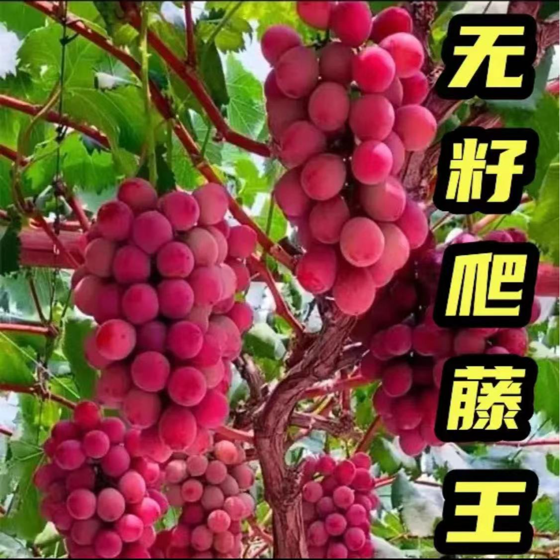 葡萄苗（一物一拍）阳光巨峰蓝宝石