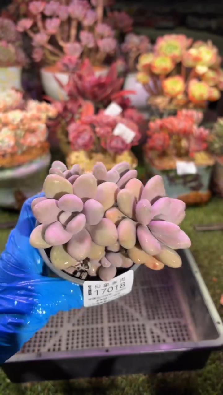 【闪购商品】17018