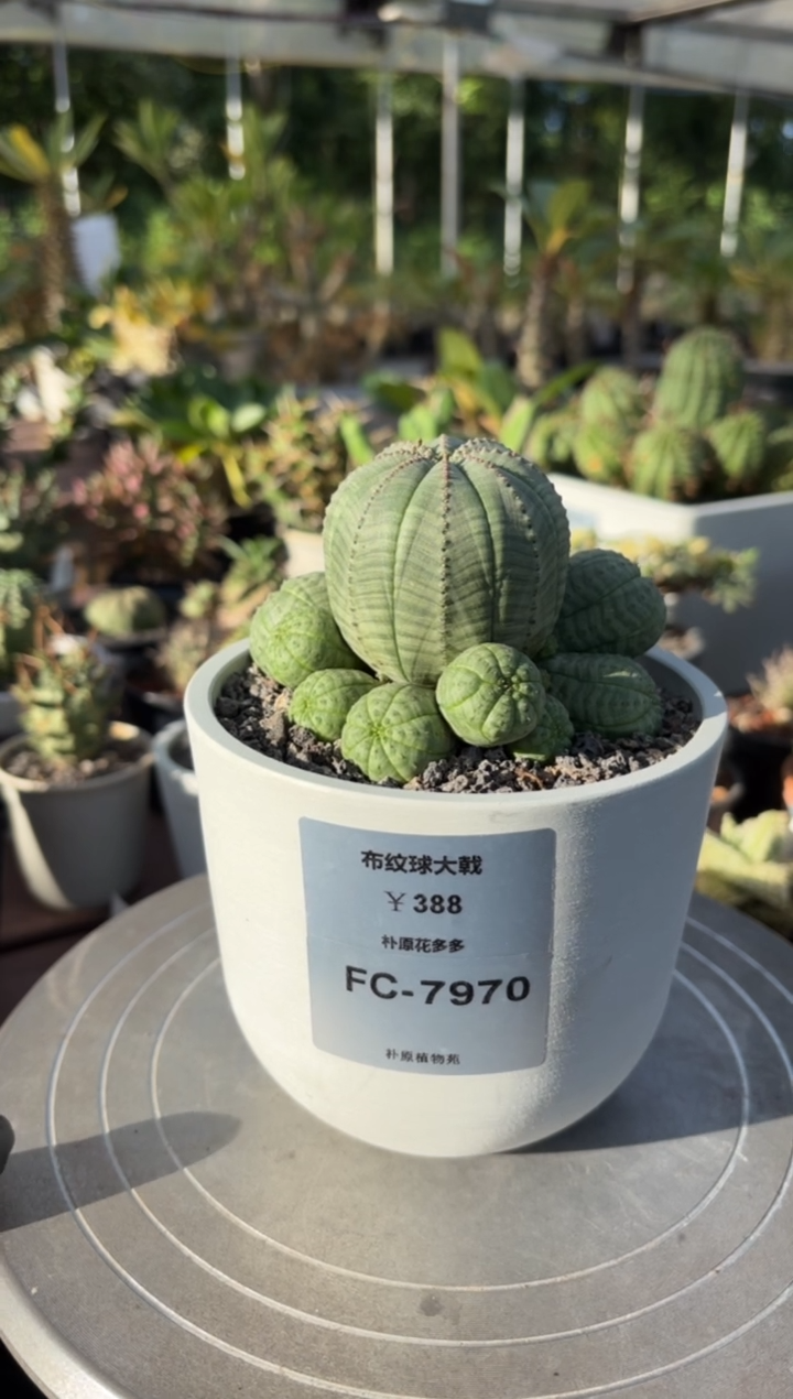 布纹球大戟FC-7970 