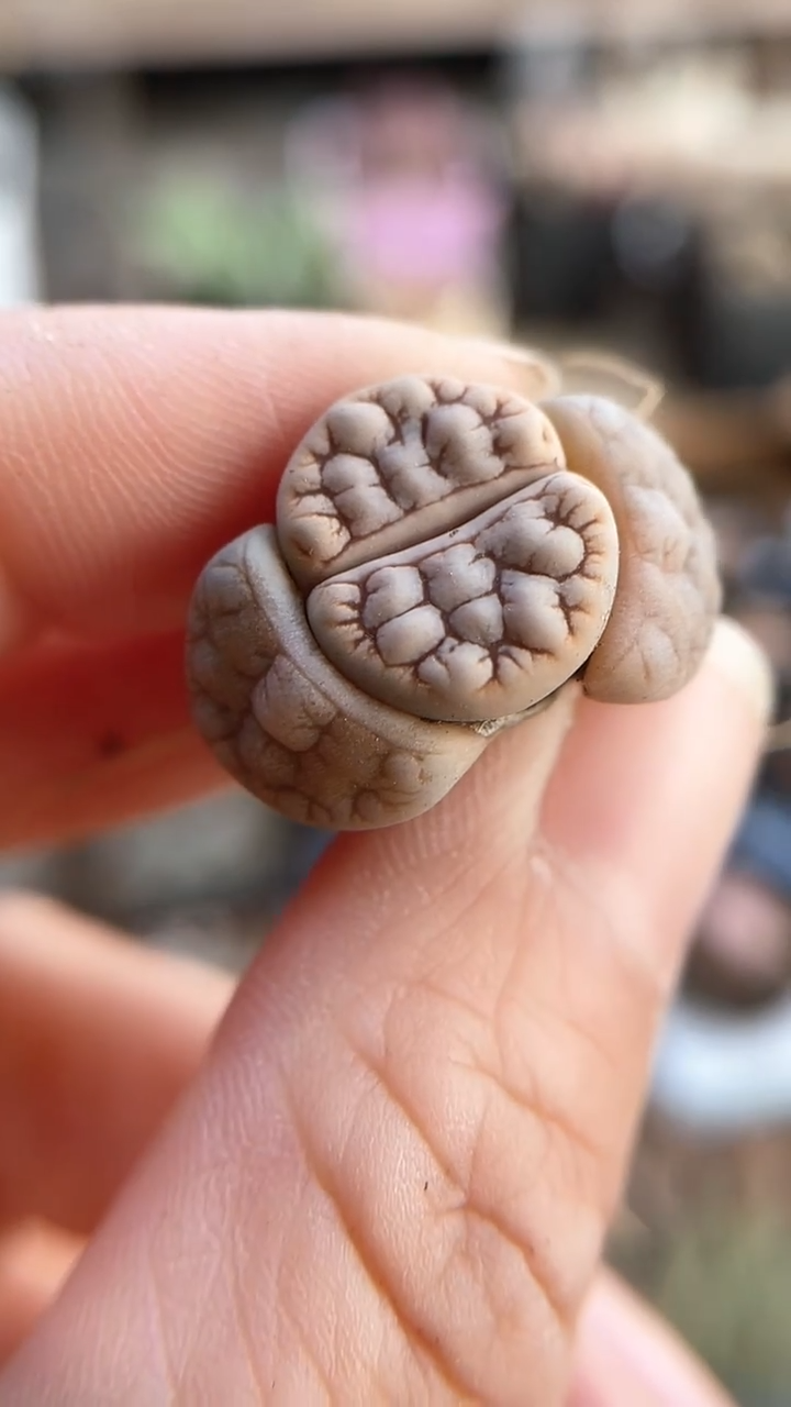 【闪购商品】9652直播一物一拍