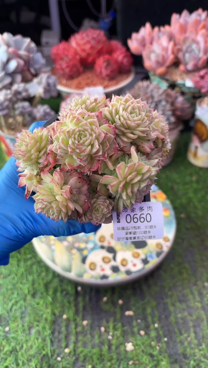 昆明印象多肉0660