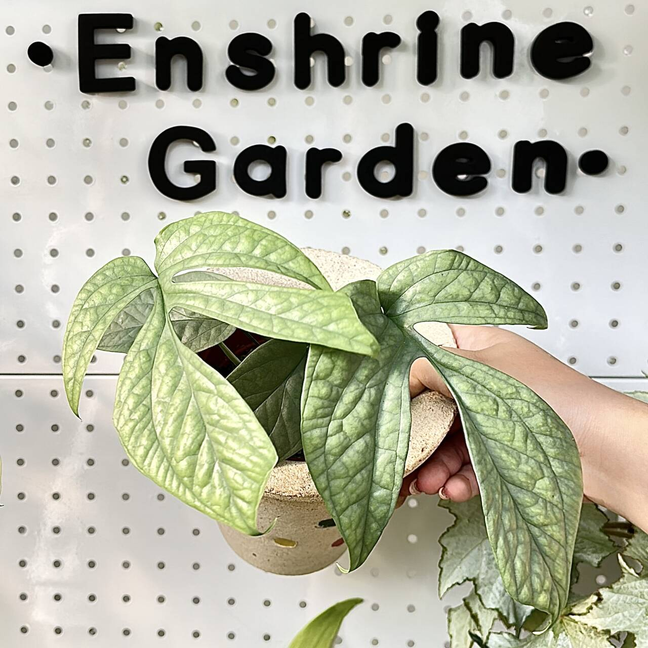 蓝网纹龟背竹 一箱花园