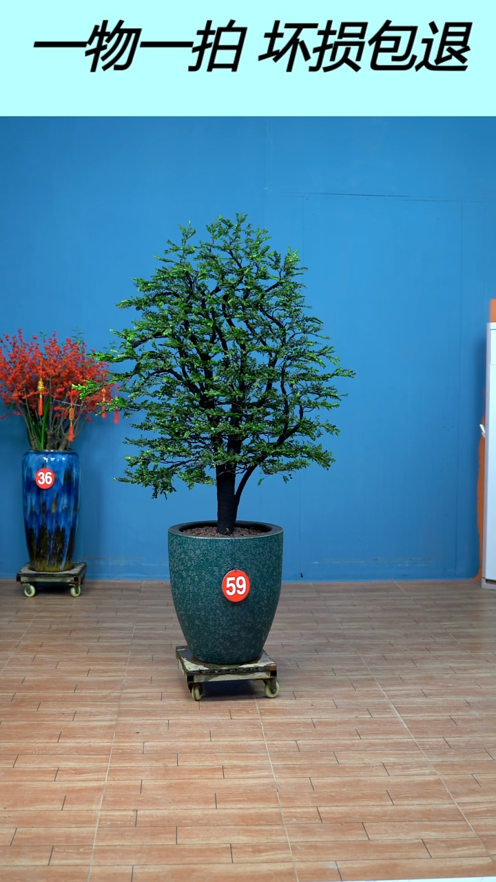 无花朵广东小叶紫檀59号