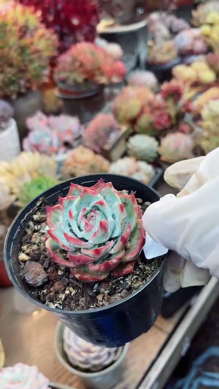 【闪购商品】14060