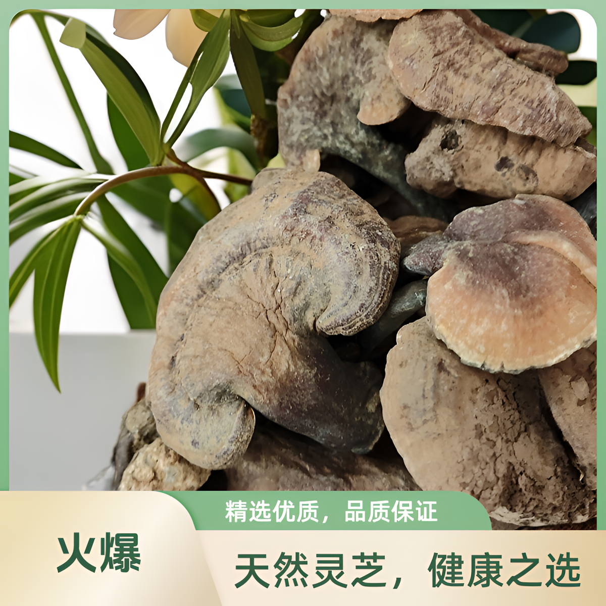 云南农副产品野生灵芝零食巴拉那松子老醋生南瓜子晚上充饥核桃