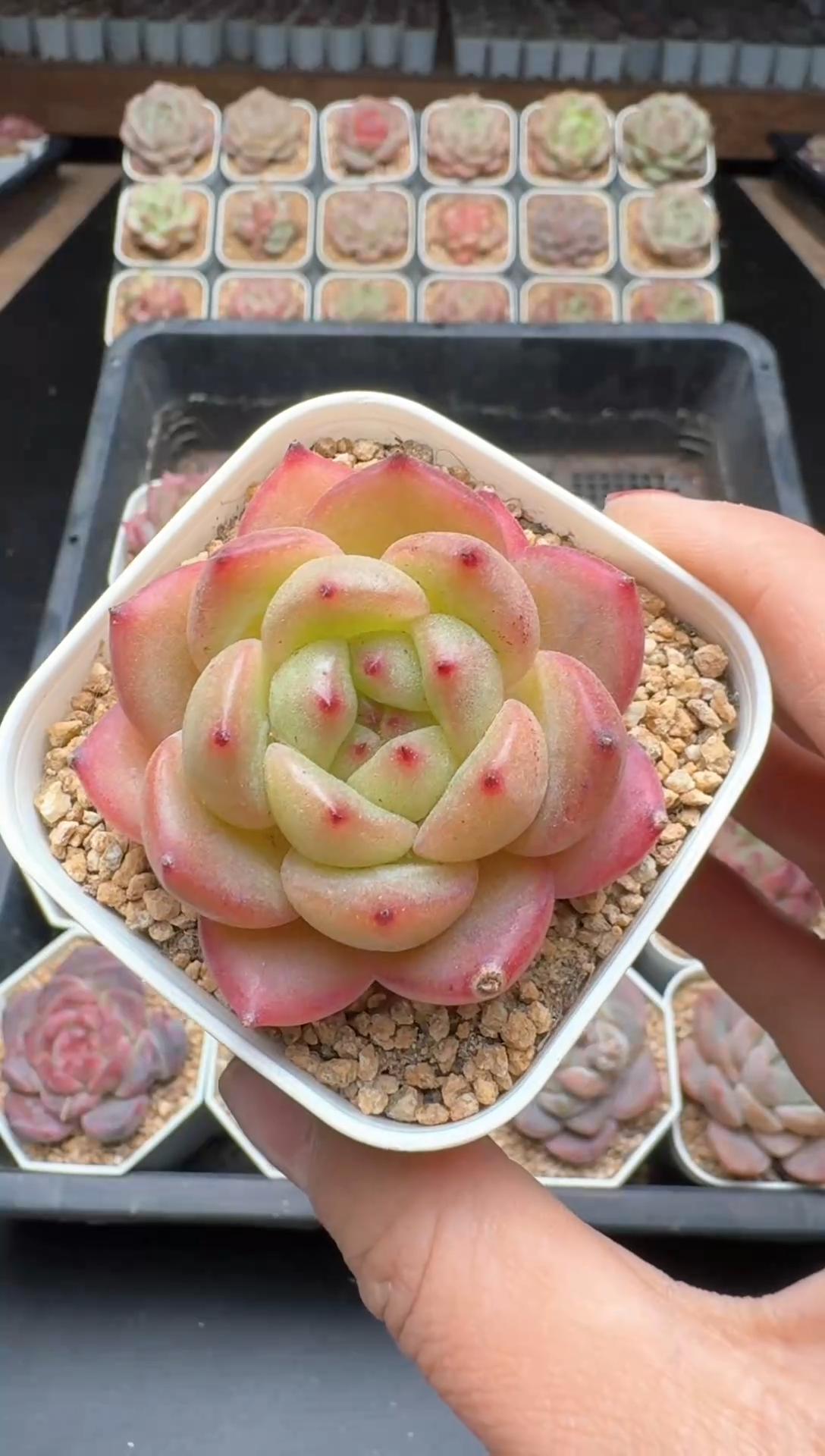 【闪购商品】364号一物一拍珍妮多肉花卉植物3颗起发