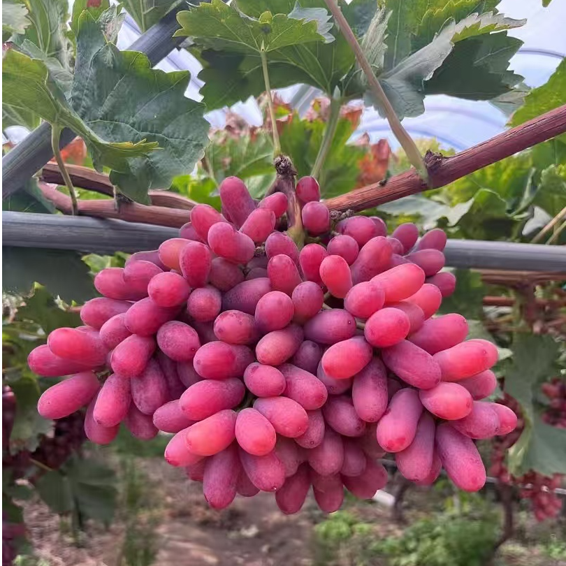 大凉山克伦生葡萄新鲜现摘新鲜孕妇水果无籽葡萄红提【顺丰包邮】