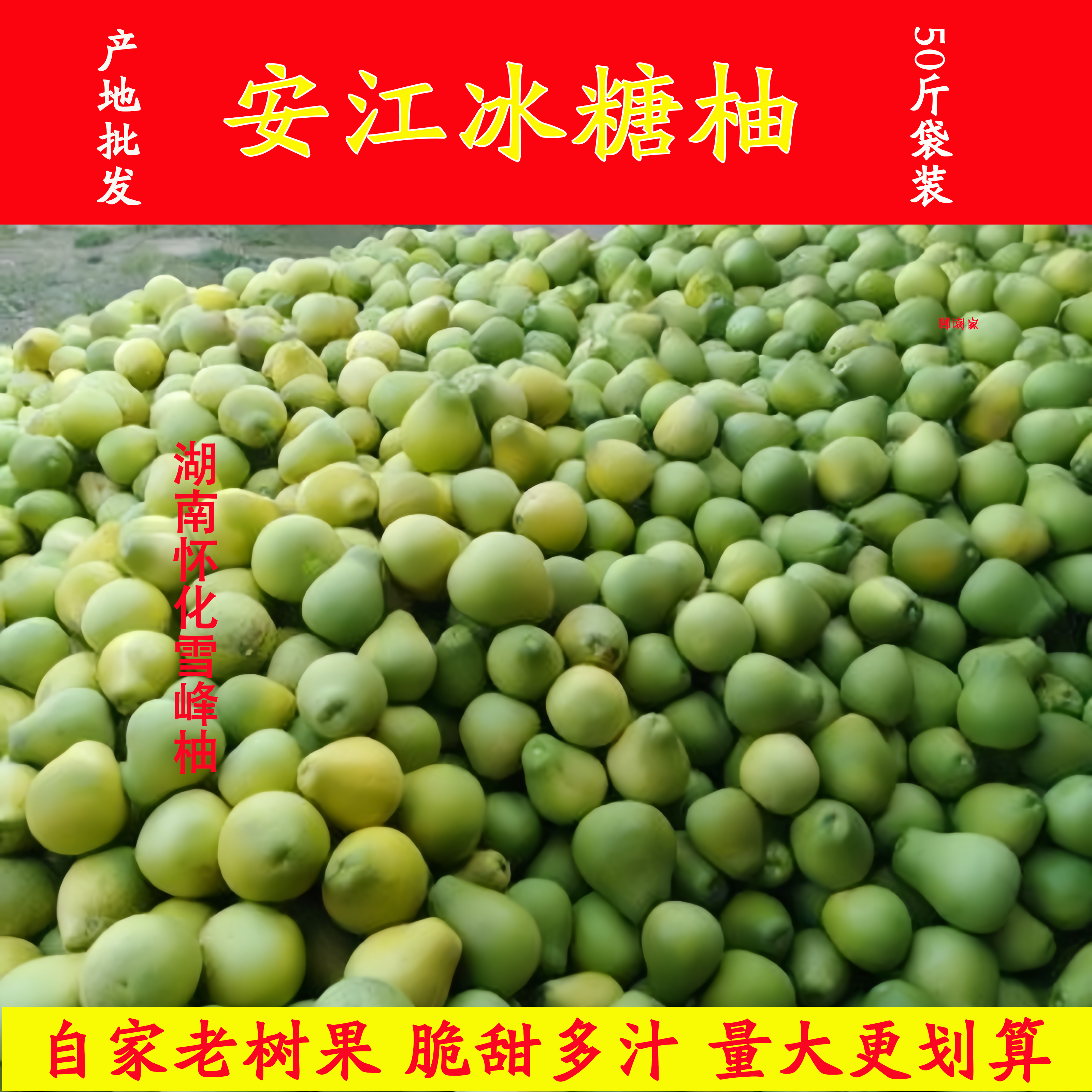 湖南怀化安江雪峰冰糖柚50斤小土柚苦柚小药金兰柚安江冰糖柚