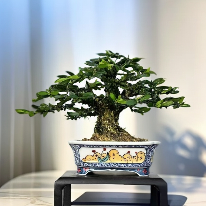 阿优精品雀舌小叶黄杨摆件盆景（一物一拍）四季常青庭院茶台办公桌