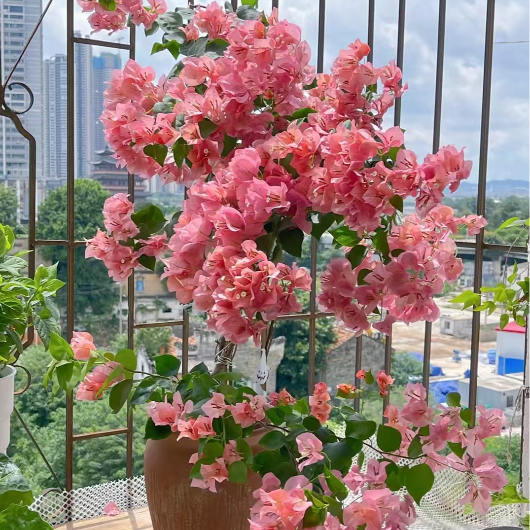 【不甜西瓜】三角梅四级勤花室内外好养活带盆带土带花苞