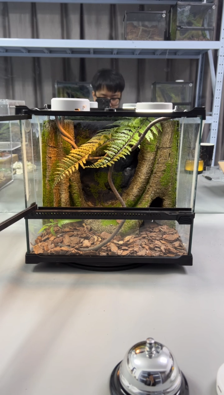 玻璃【长30宽25高27】爬宠造景缸睫角守宫树栖蜘蛛饲养箱爬宠爬虫缸