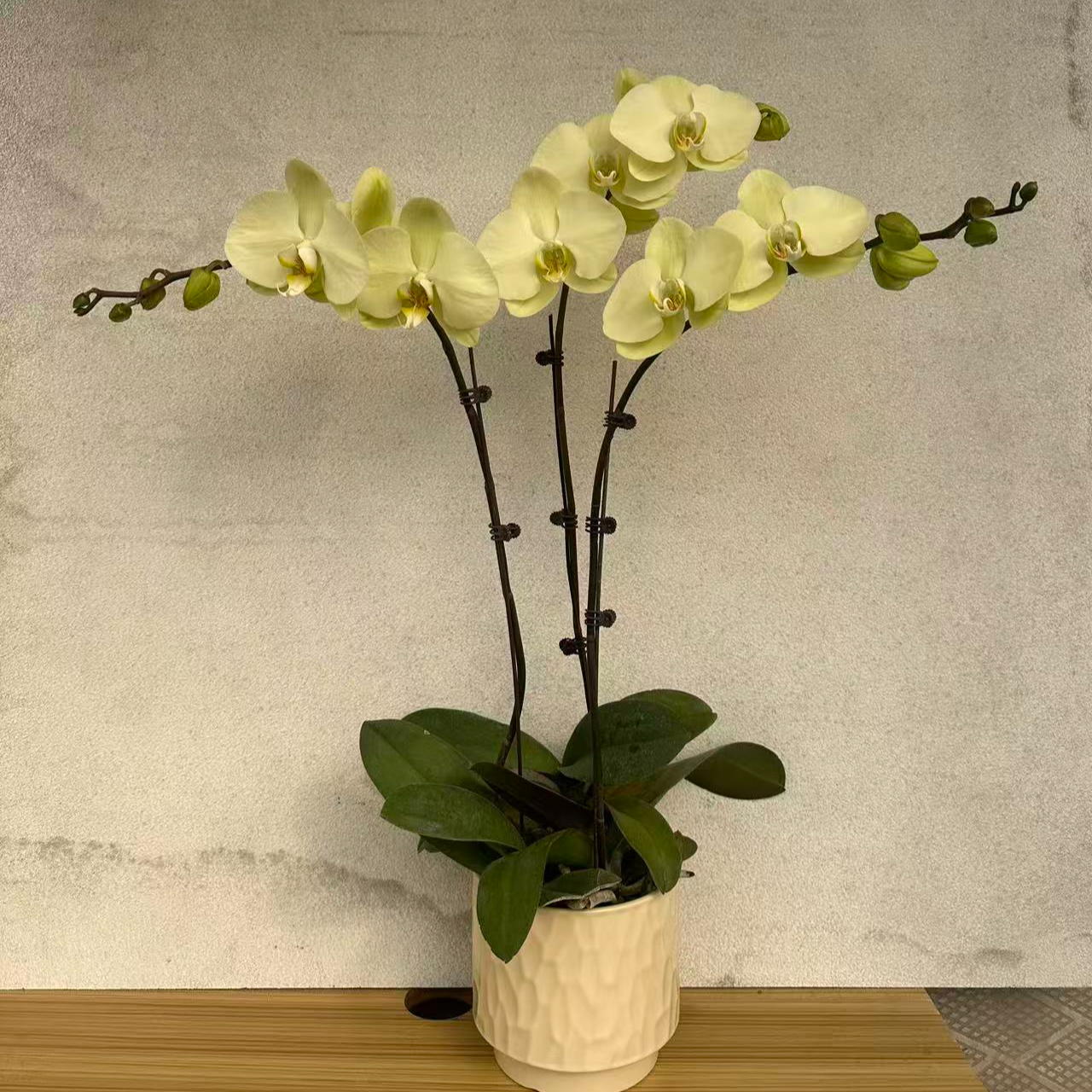 高品质 蝴蝶兰（绿地球）桌面室内好养绿植花卉盆栽