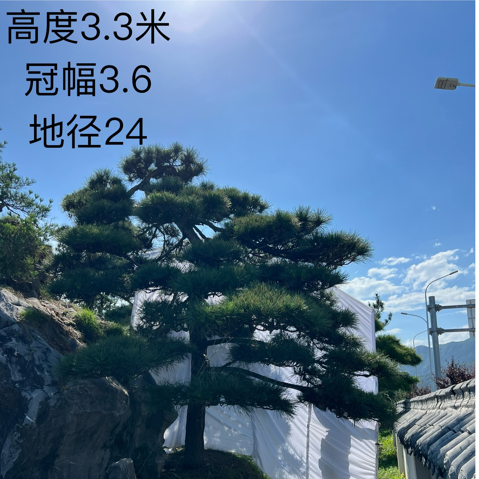 庭院造型精品黑松假山定金500