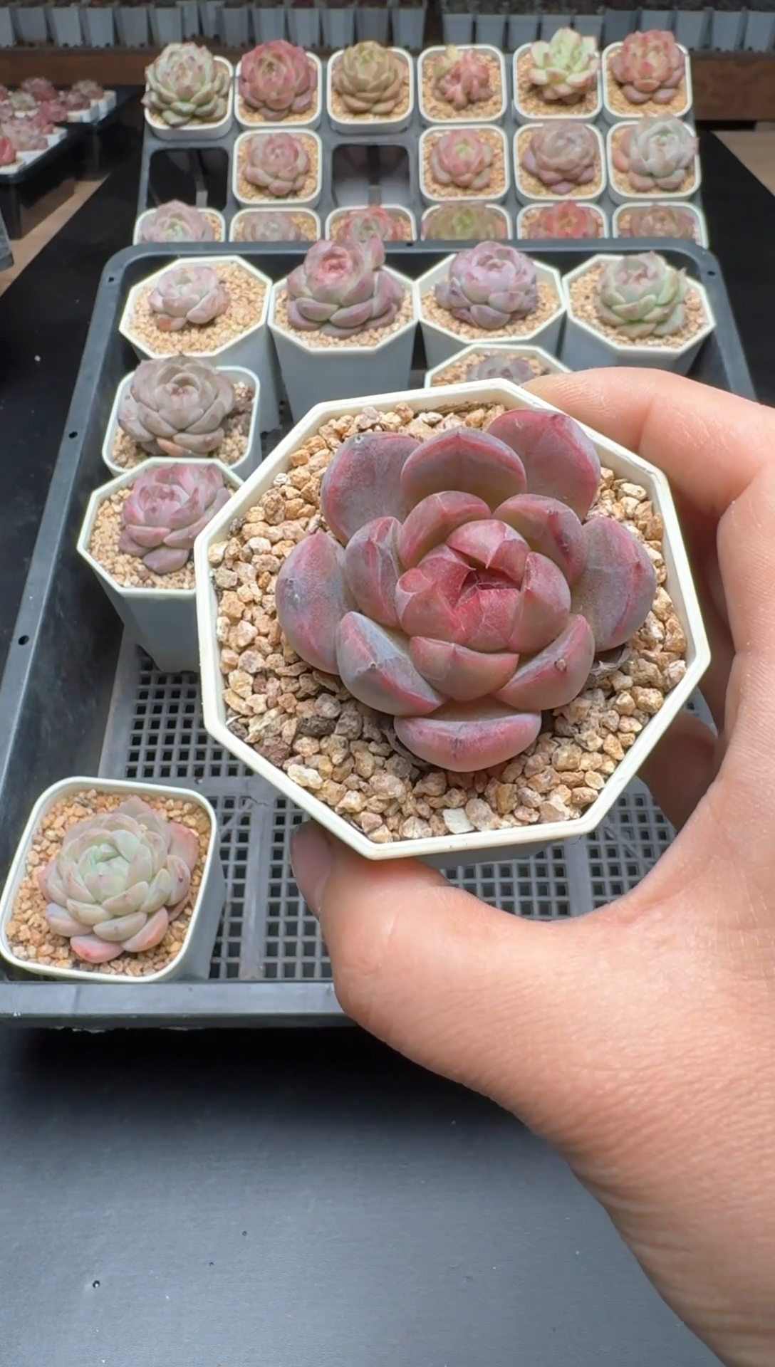 【闪购商品】228A号一物一拍多肉花卉植物拍3颗起发