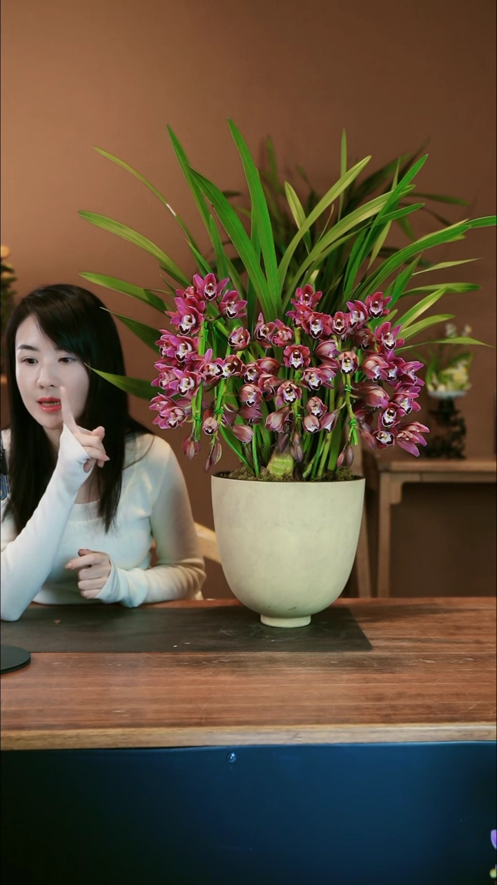 【闪购商品】盆景小紫 拱兰