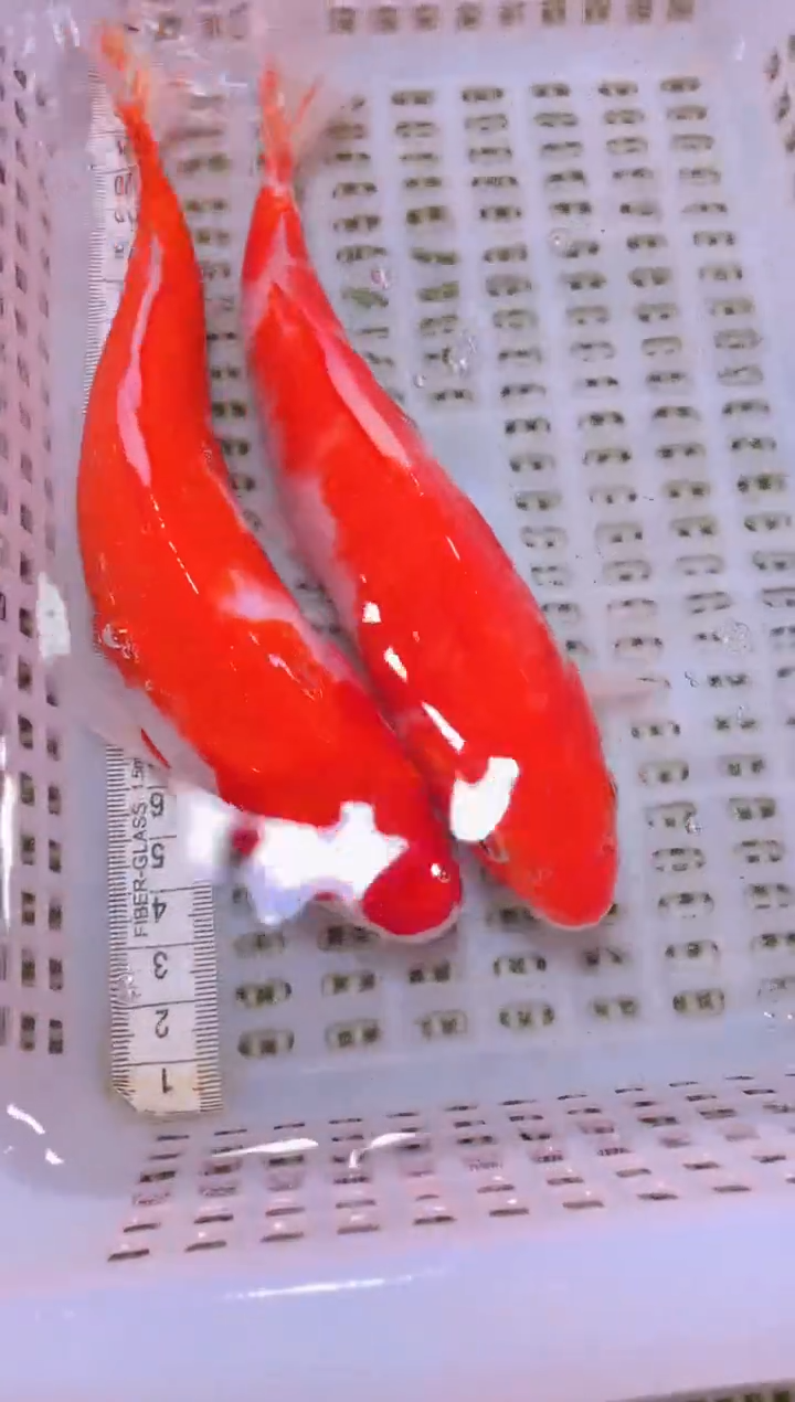 锦鲤冷水观赏鱼全场包邮177