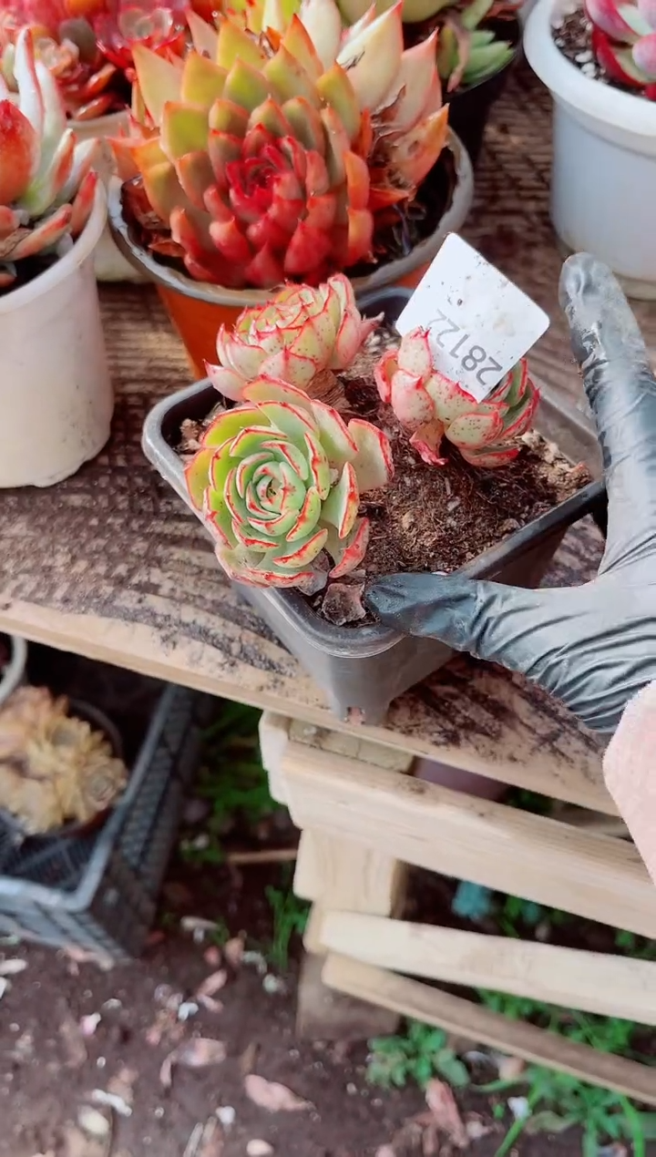 鳳跃跃精品多肉28122