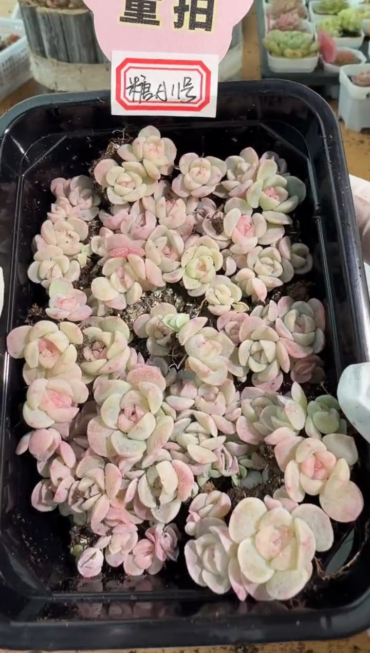 糖A11号切糕1盒 量拍多肉植物